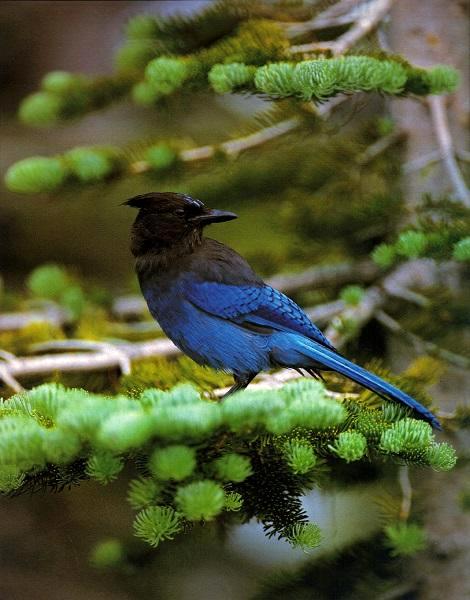 Steller's Jay