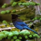 Steller's Jay