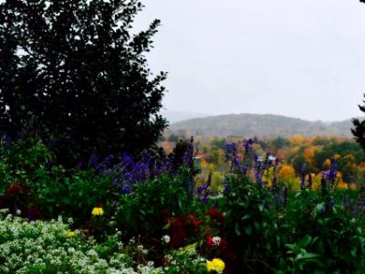 Autumn Flowers 