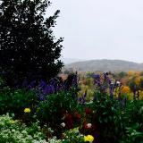 Autumn Flowers 