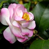 Flower Sculptures Variegated Pink Camellia pin