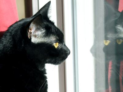 Phoenix and his reflection Phoenix and his reflection