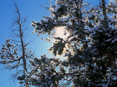 Crystal Trees Crystal Trees