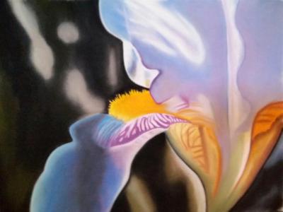 "Iris" "Iris"