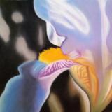 "Iris"