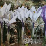 Purple Crocus