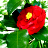 Red Camellia Japonica
