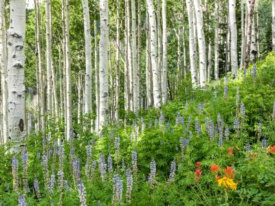 Aspen and Lupine Hillside Aspen and Lupine Hillside