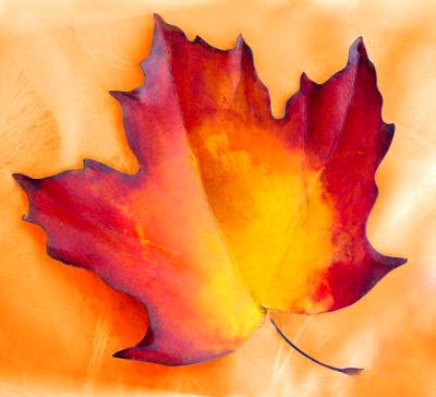 Maple Leaf Pin Maple Leaf Pin