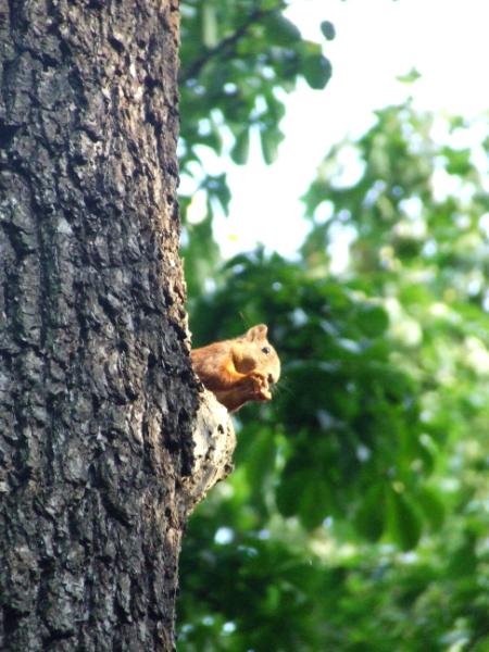 Nature: Squirrel