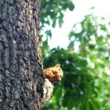 Nature: Squirrel