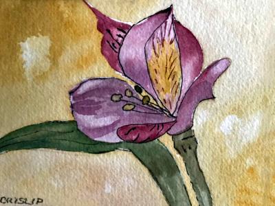 Small Iris Small Iris