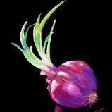 Red Onion
