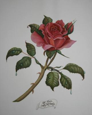 Queen Elizabeth Rose - SOLD