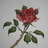 Queen Elizabeth Rose - SOLD