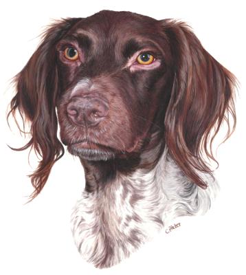 Lilly the German Pointer Lilly the German Pointer