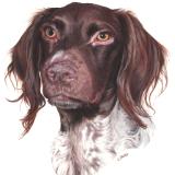 Lilly the German Pointer