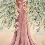 Natural Objects