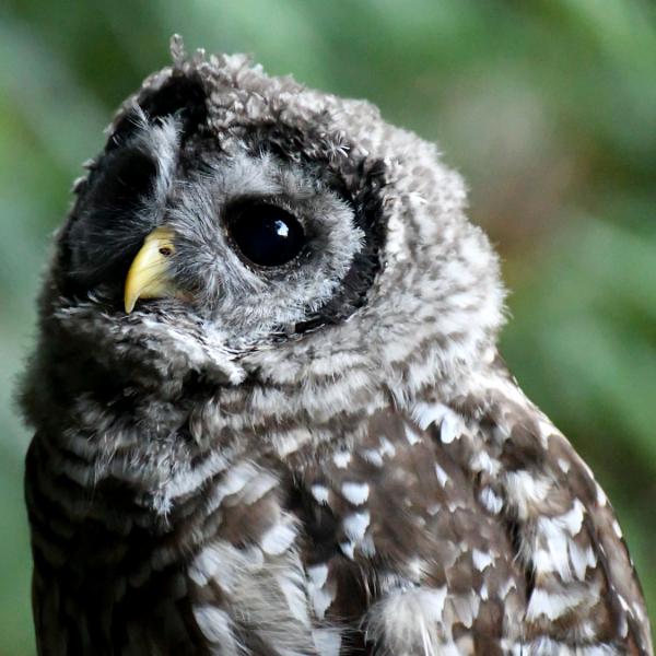 Barred Owl