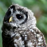 Barred Owl