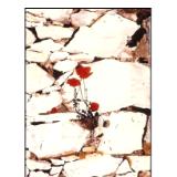 red poppy on a wall