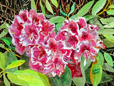 Ferndale Rhodie Ferndale Rhodie