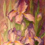 Irises Last Dance ~ Watercolor ~ 22X28