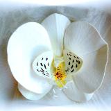White Phalaenopsis Pin