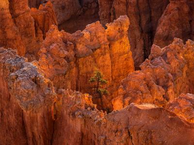 Lone Tree Surunded by Light Lone Tree Surunded by Light