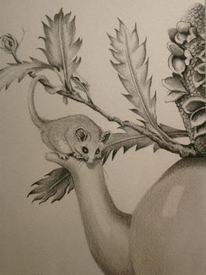 Pencil Drawing featuring Pigmy Possums SOLD