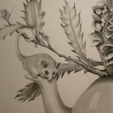 Pencil Drawing featuring Pigmy Possums SOLD