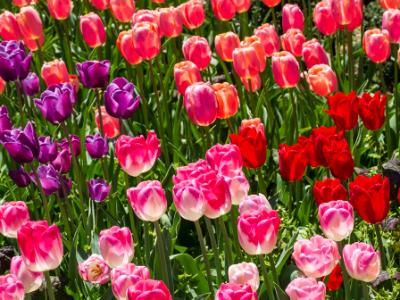 Tulip Tapestry Tulip Tapestry