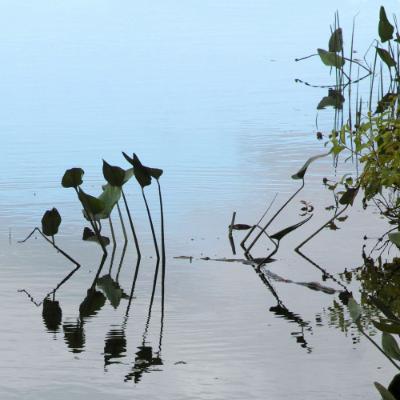 Reflections: The Pond at Borderlands 