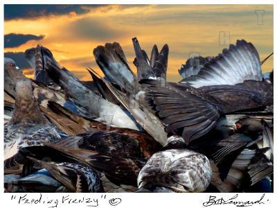 Feeding Frenzy Feeding Frenzy