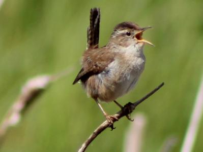 Marsh Wren at Grays Harbor walk Marsh Wren at Grays Harbor walk
