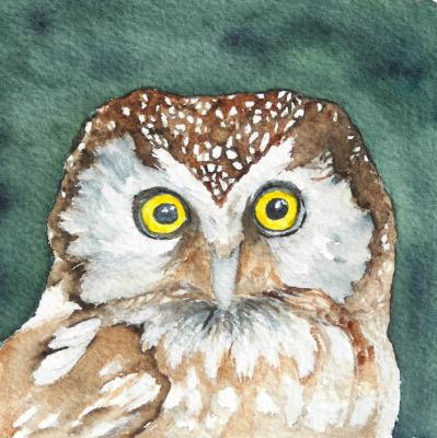 Boreal Owl Boreal Owl