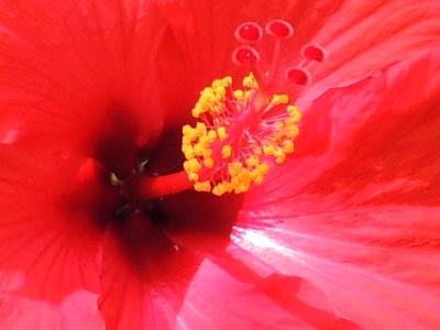 Hibiscus the Summer Flower