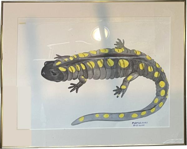 SPOTTED SALAMANDER