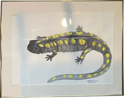SPOTTED SALAMANDER