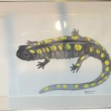 SPOTTED SALAMANDER