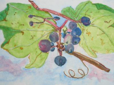 Withering Grapes