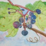 Withering Grapes