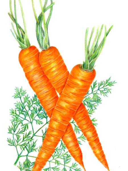 Carrot