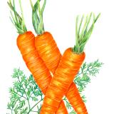 Carrot