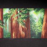 REDWOOD SHADE