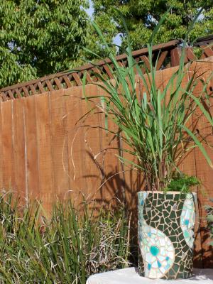 Lemon Grass in 14" green mosaic pot