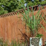 Lemon Grass in 14" green mosaic pot