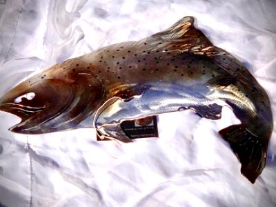 Brown Trout Brown Trout