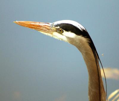 Heron closeup Lake Washington Heron closeup Lake Washington