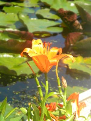 Day Lily